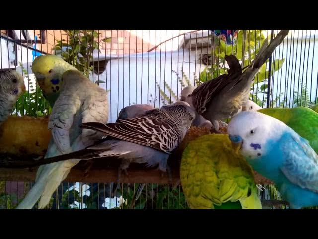 Video thumbnail for 【完全保存版】セキセイインコが幸せになる瞬間集