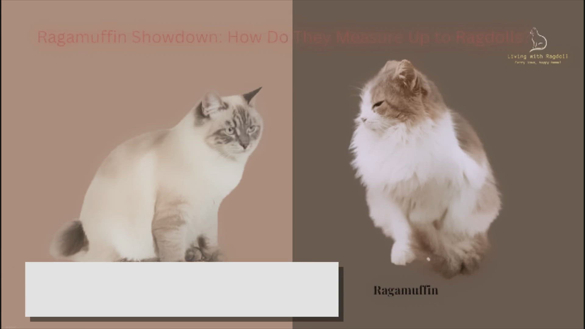 Video thumbnail for Ragamuffin Showdown: How Do They Measure Up to Ragdolls?