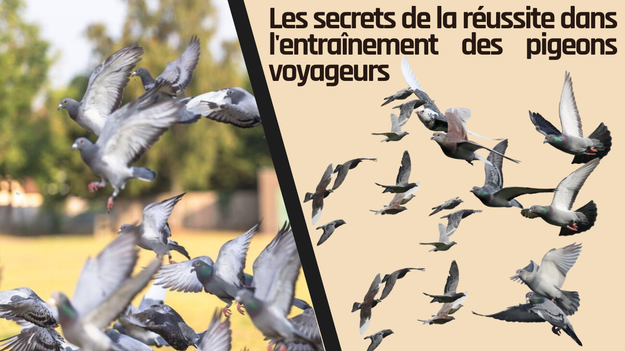 10 choses à savoir avant d'adopter un pigeon de compagnie - Regal