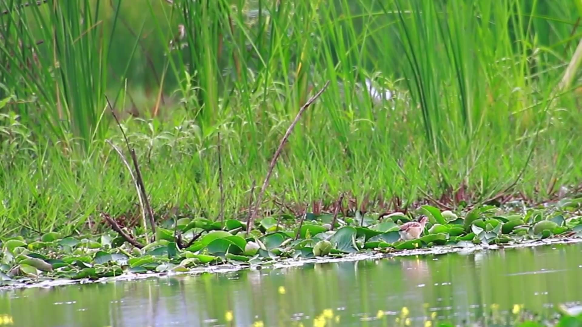 'Video thumbnail for Amazig of lake - Small wild bird waitig or warking cathc food eat here | EP 09'