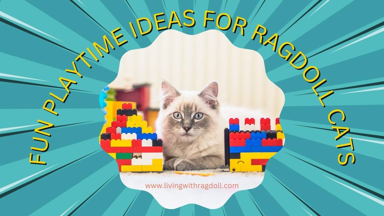 Video thumbnail for Fun Playtime Ideas for Ragdoll Cats