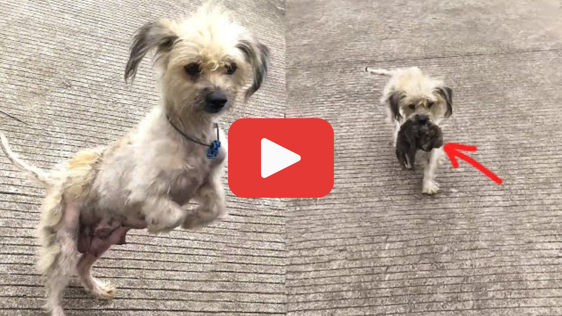 'Video thumbnail for She Was Broken and Alone—But Her Fight for Her Puppy Stunned Everyone'