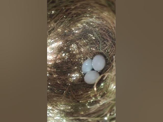 'Video thumbnail for Top egg Bird'