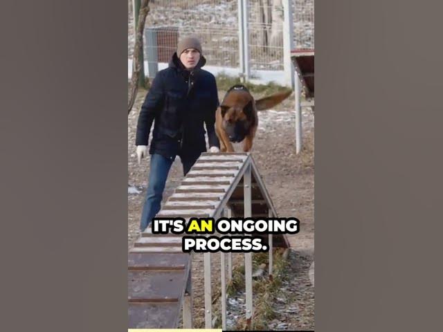 'Video thumbnail for Preventing aggression Early socialization and training are essential to prevent aggression in gsd'
