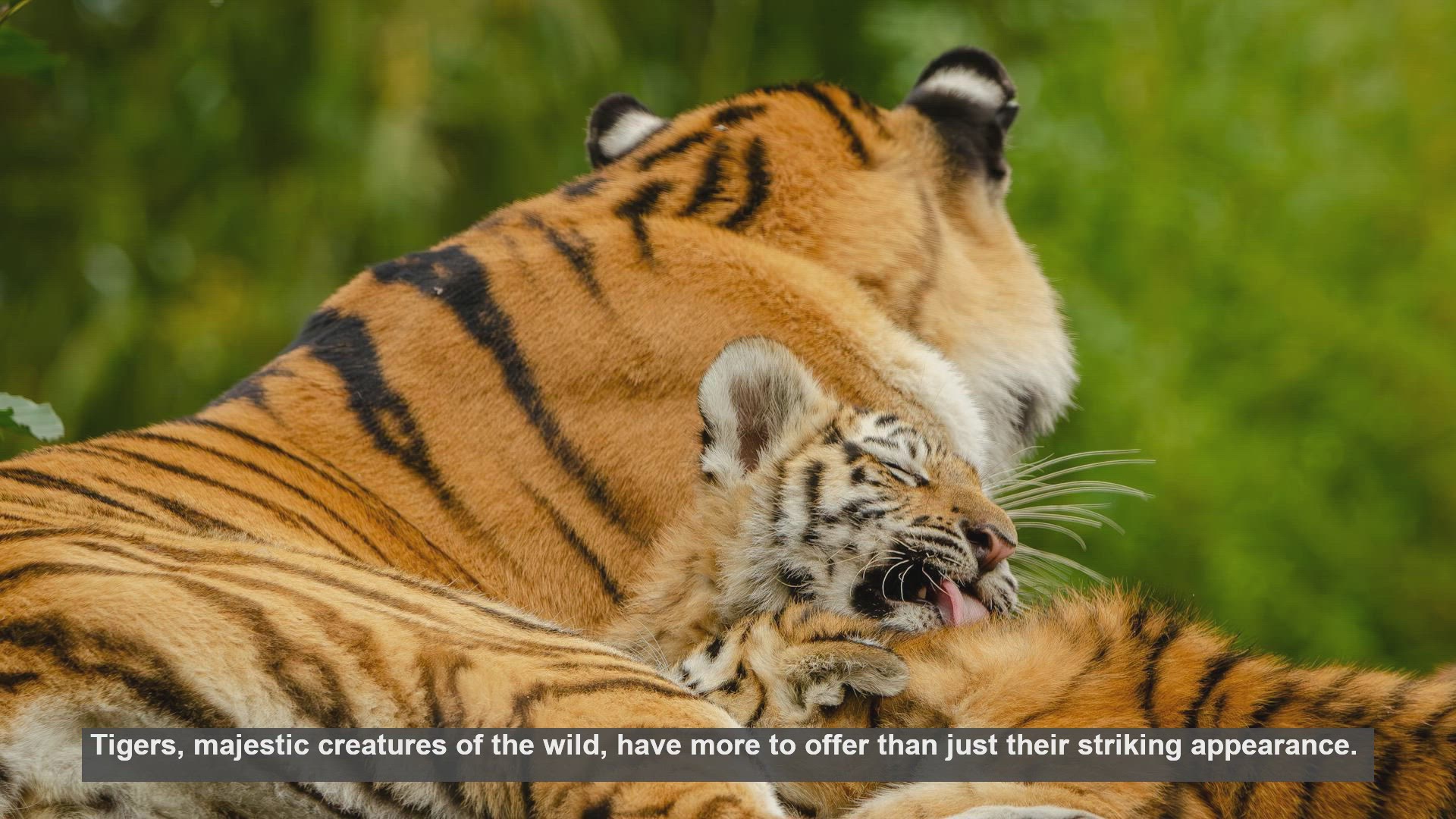 10 Life Lessons Kids Can Learn from Tigers | Open Video