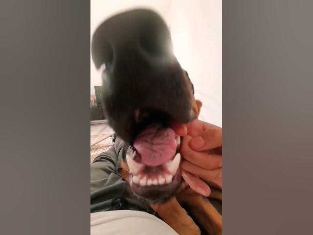 'Video thumbnail for #dog #DNA #test #kits🥰https://shareasale.com/r.cfm?b=878501&u=3365007&m=66364&urllink=&afftrack='