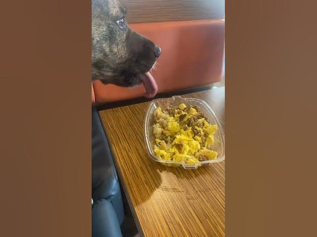 Video thumbnail for BELLA at Breakfast! #dog #dogs #mcdonalds #breakfast
