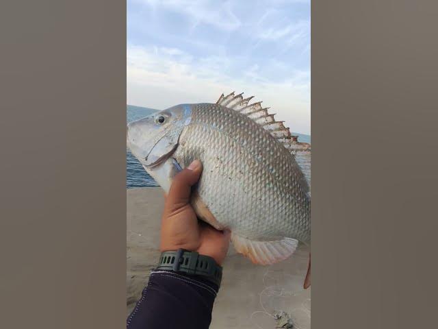 Video thumbnail for #ماهي #صيد_السمك_أخلاق_ذوق_محبه_نفوس_صافيه