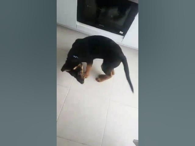 'Video thumbnail for #dog #puppy ....the #tail does not stand still #dog #gsdpuppy #gsd #germanshepherd #happydog #happy'