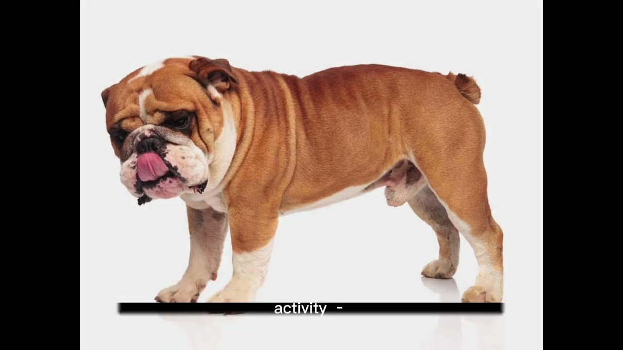 Video thumbnail for History of Bulldog