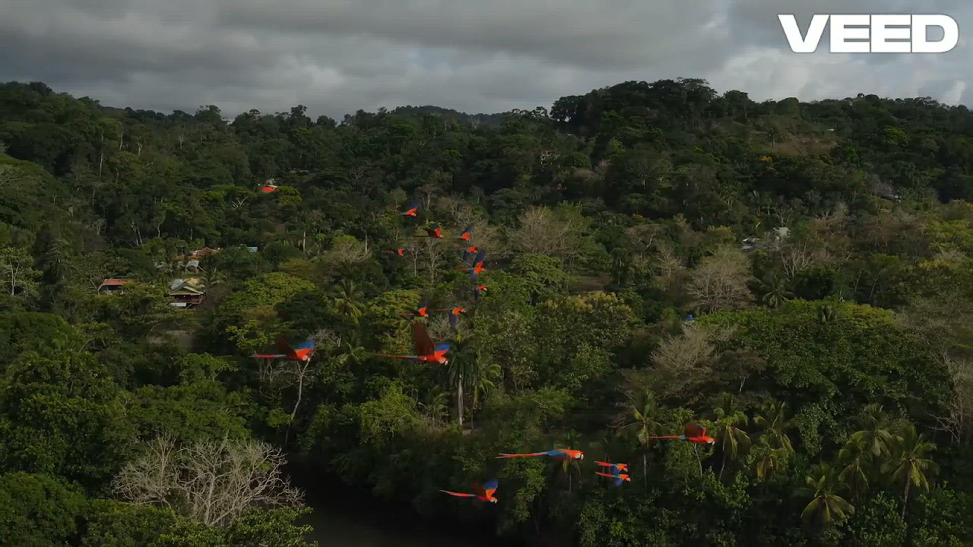 'Video thumbnail for Discover the Amazing World of Parrots!'