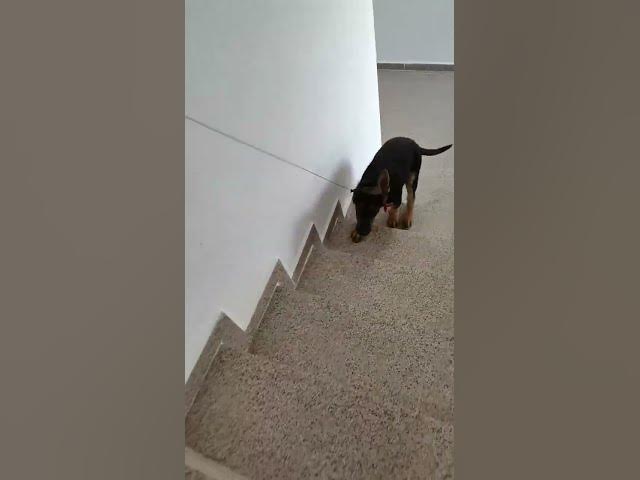'Video thumbnail for Baloocreate learns to climb stairs alone'