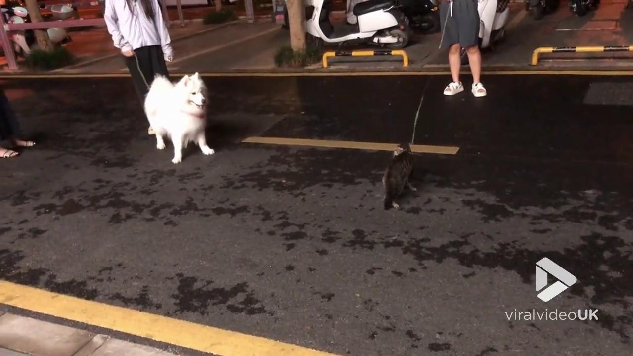 Video thumbnail for VV5012 Tabby cat and Samoyed caught fighting on street