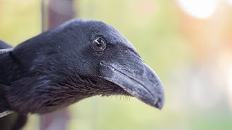 video of: Do Ravens &amp; Crows Make Great Pets?
