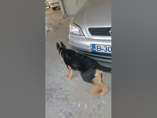 'Video thumbnail for #dog #happydog #germanshepherd #happy #gsdpuppy #gsd #puppy'