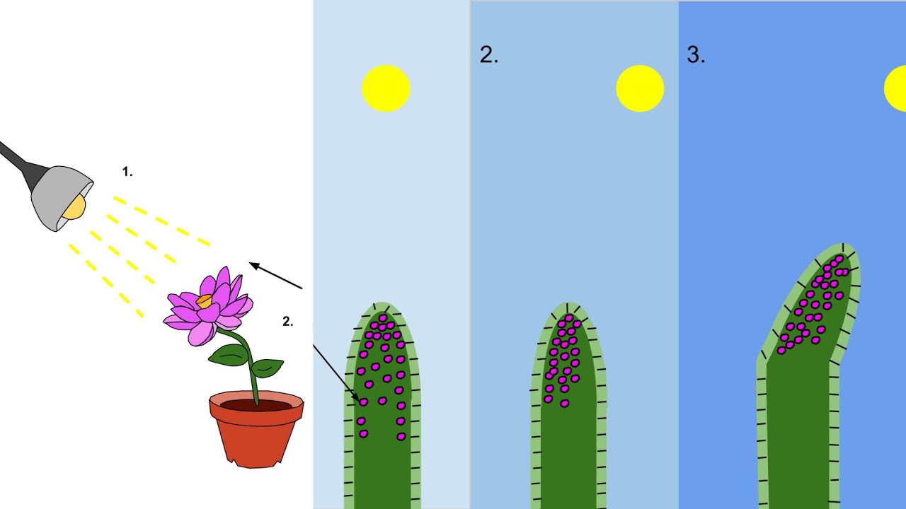Video thumbnail for Phototropism Lecture Video - Mechanism, Types, Importance, Example