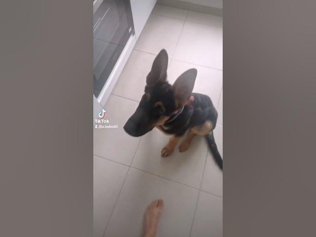 'Video thumbnail for #breakfast for baloo the #puppy #dog #dog #gsdpuppy #gsd #germanshepherd #happydog #happy'