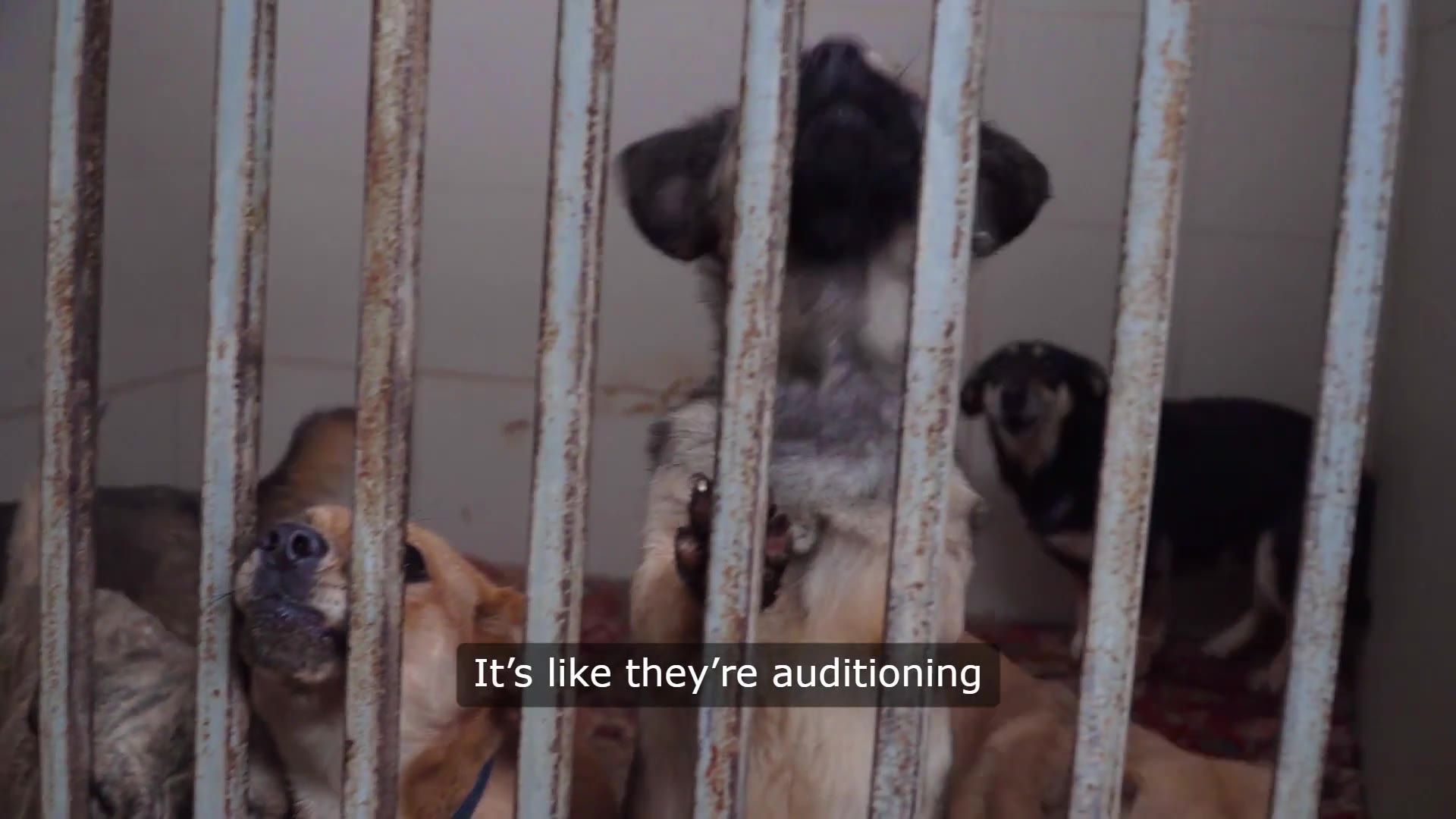 Video thumbnail for Canine Circling: The Unlikely Source of Bedtime Drama