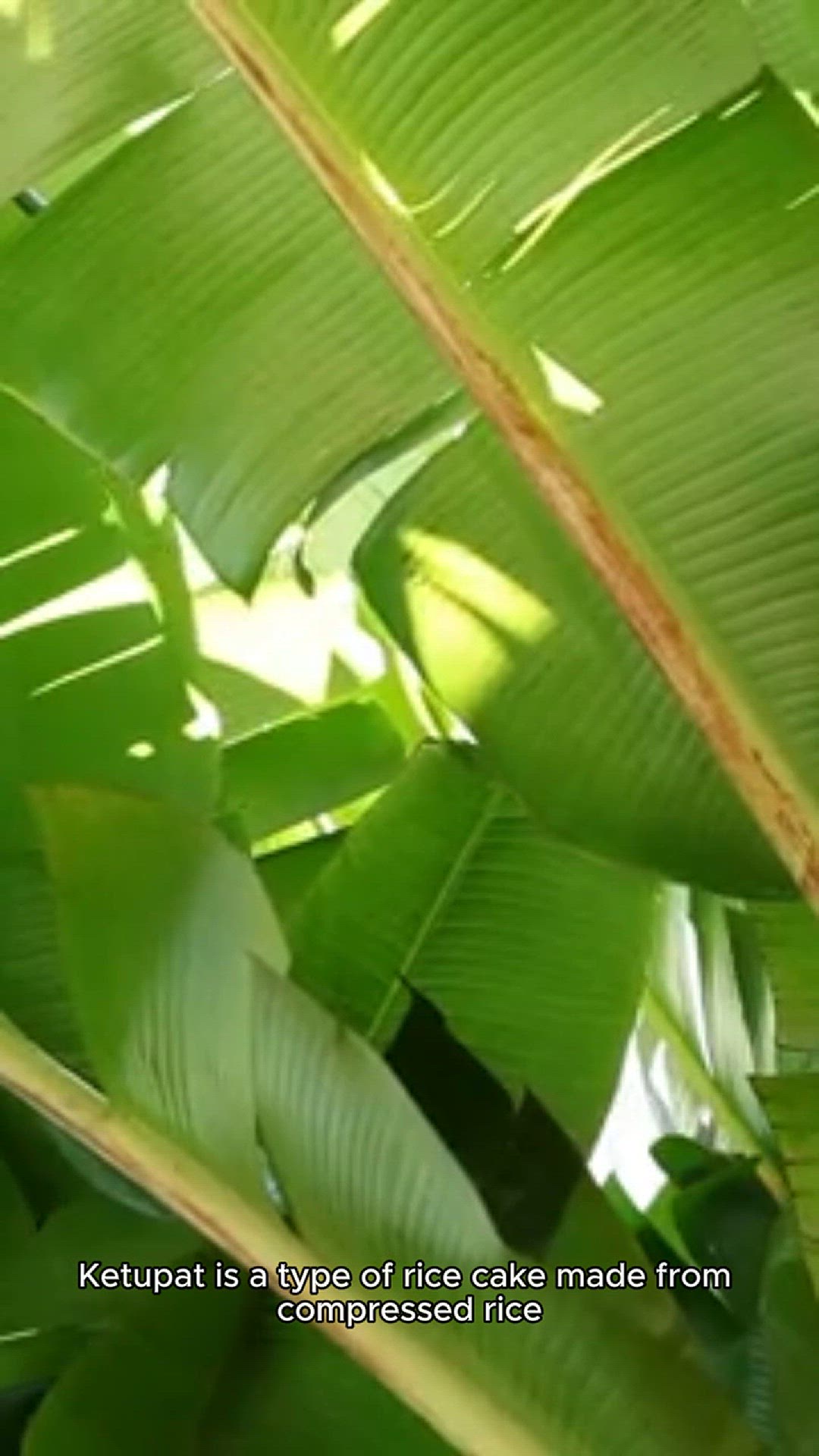 Video thumbnail for ketupat recipe