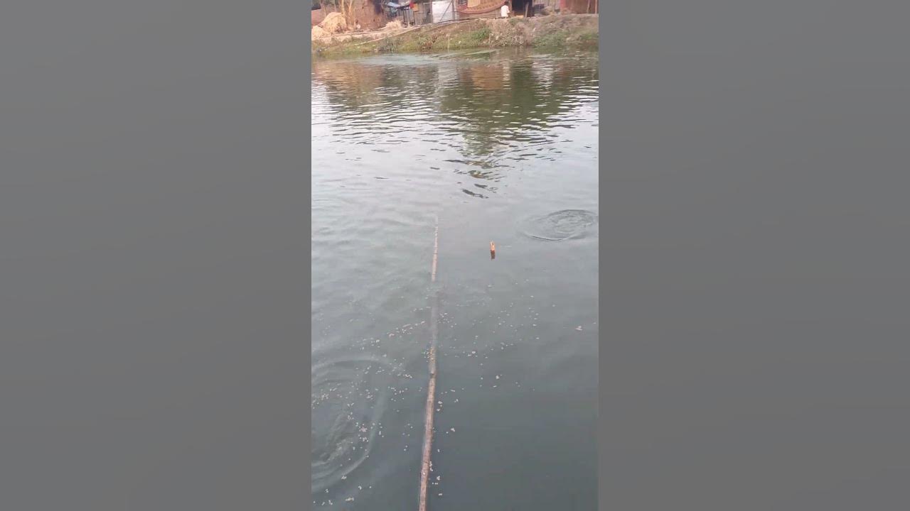 Video thumbnail for মাছের ভাসমান ফিড