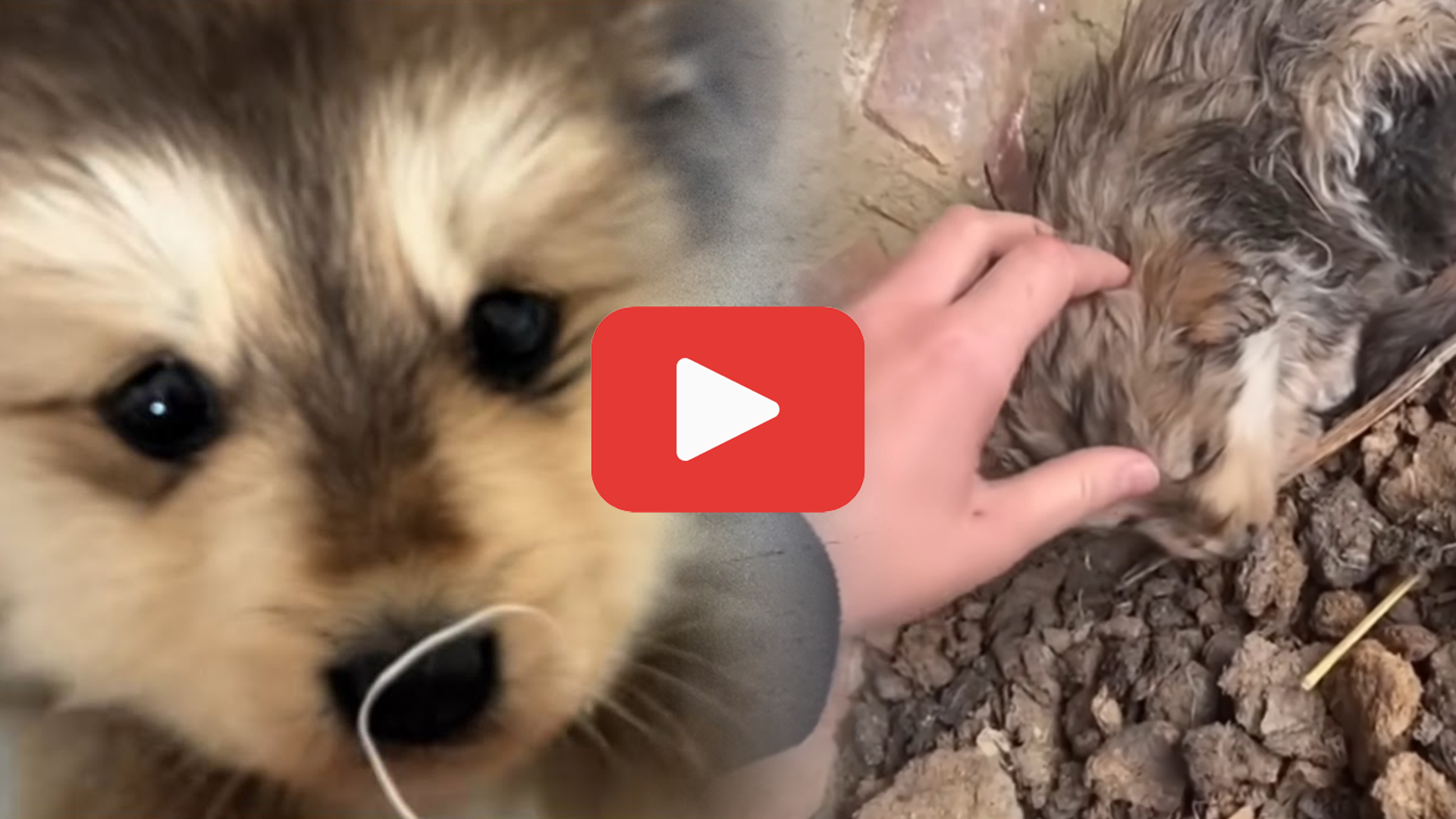 'Video thumbnail for Mother Dog’s Struggle: Why Her Puppy Kept Running Back'
