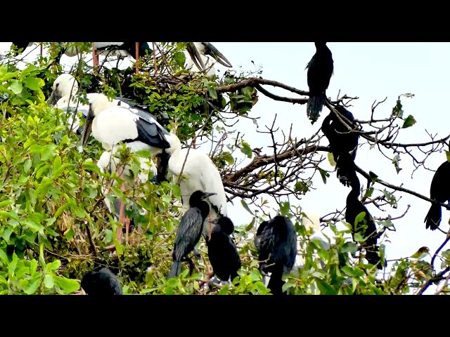 Video thumbnail for Water crow​ wild bird other wild bird made nest alot