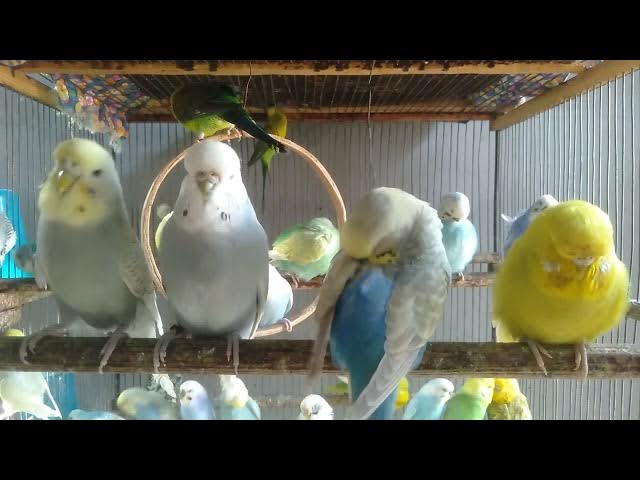Video thumbnail for Fun Budgie Compilation โ CUTE, Colorful, Beautiful Mutations #funnyvideo #budgielife