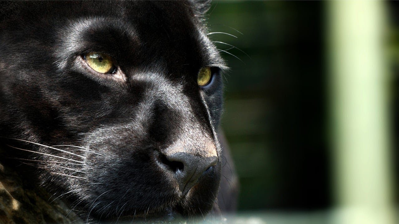 14 Fun Facts About Black Panthers, Science