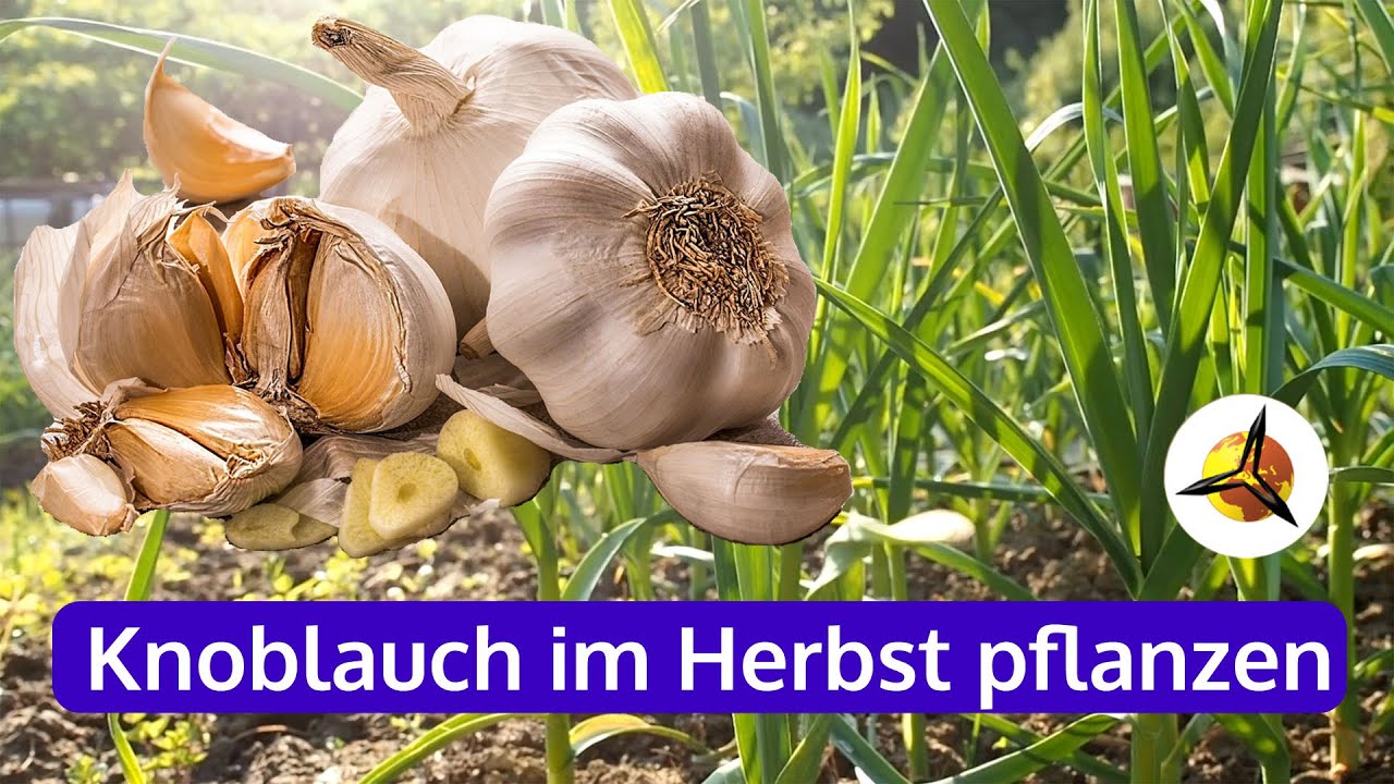 'Video thumbnail for Knoblauch im Herbst anbauen'