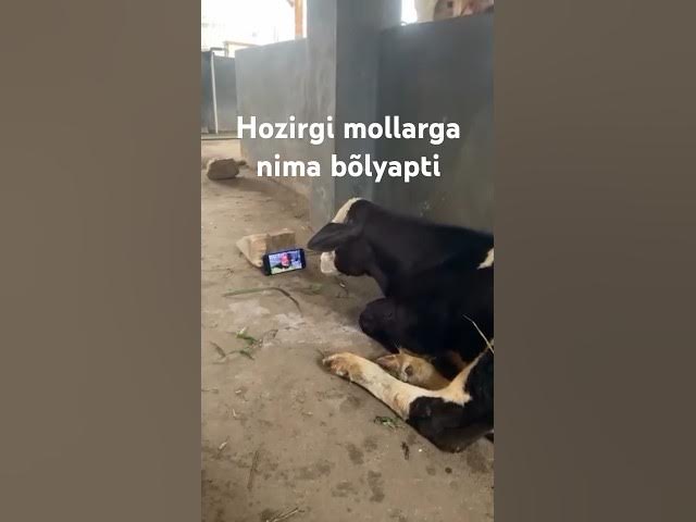 Video thumbnail for Hozirgi mollarga nima bõlyapti😂😂😂