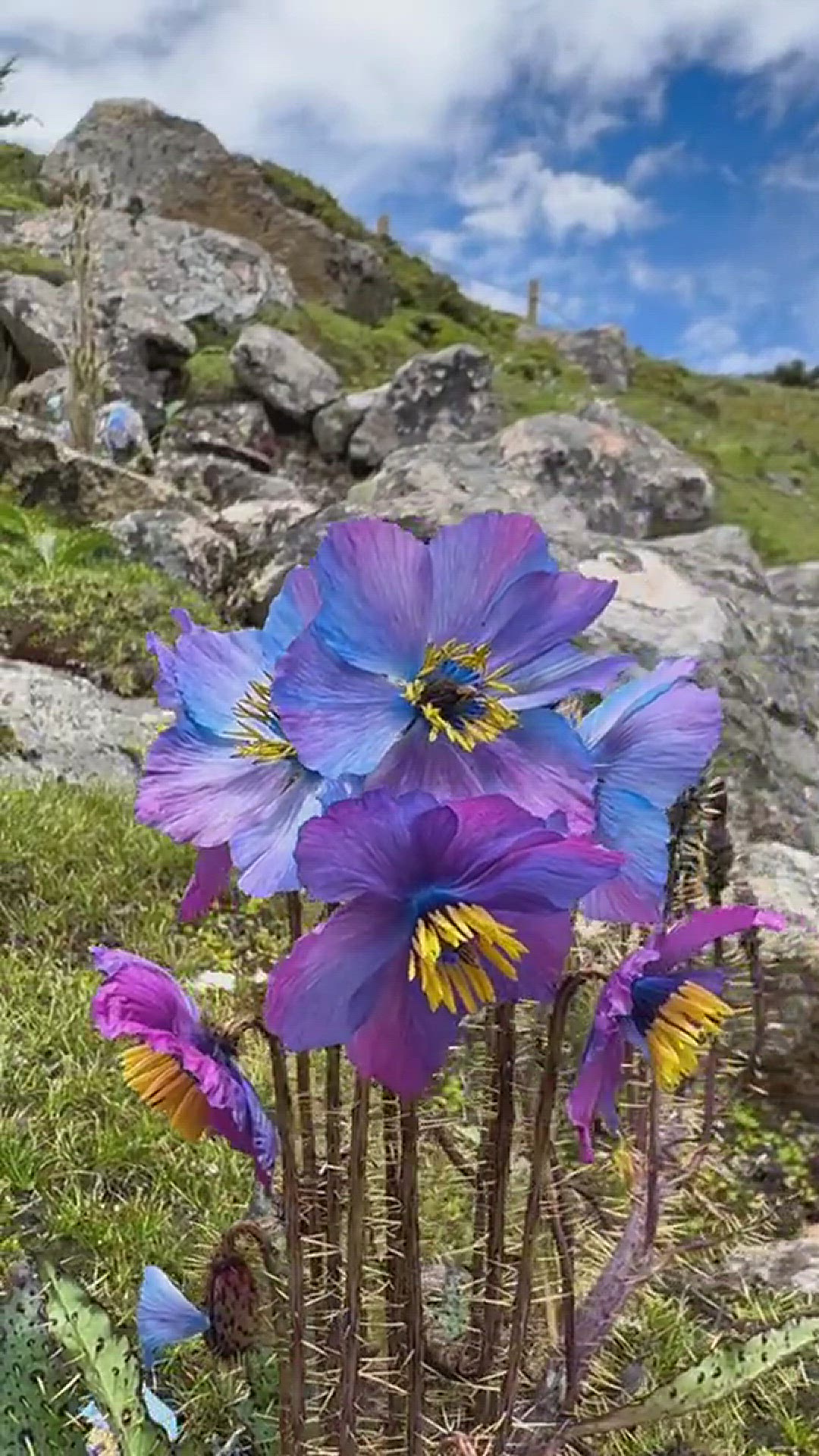 'Video thumbnail for Meconopsis'