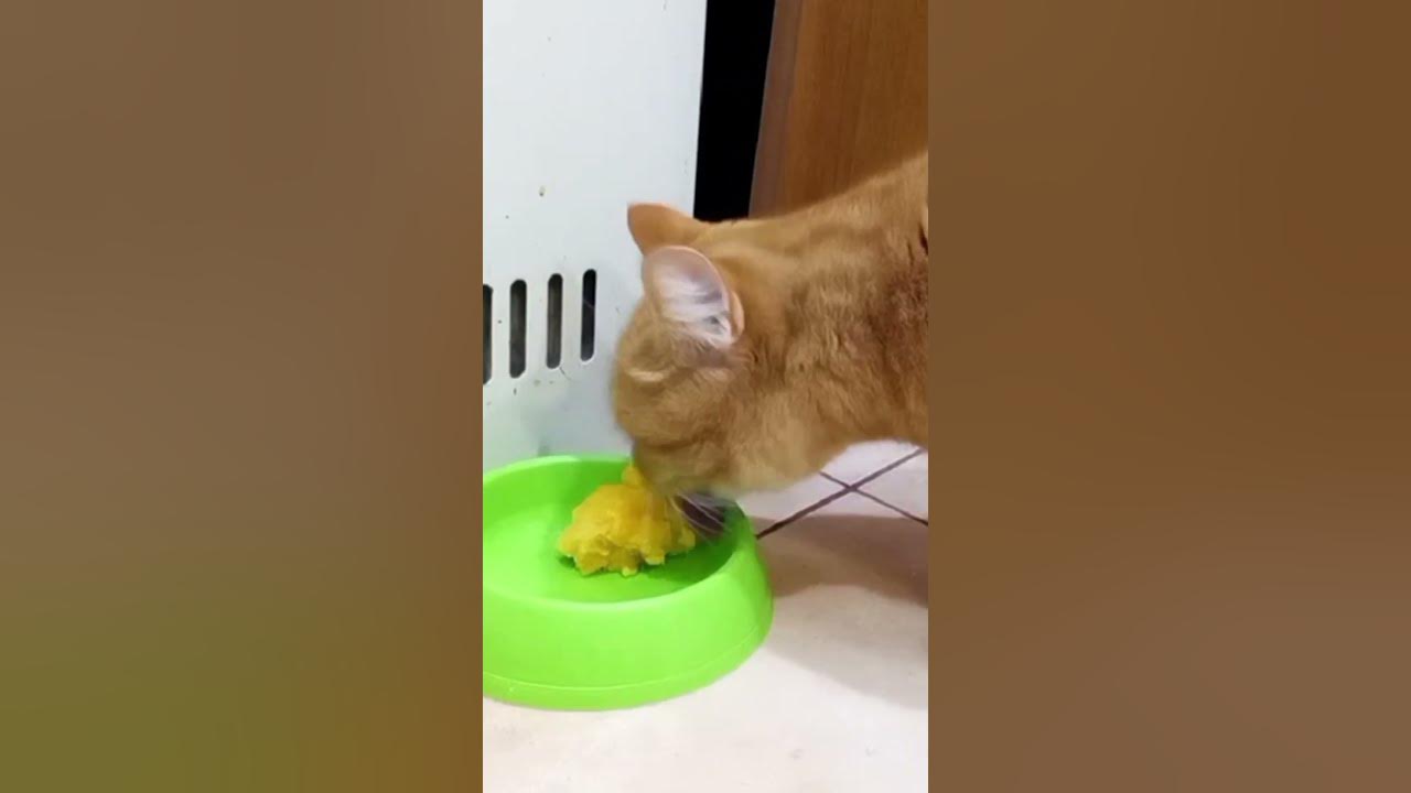 Video thumbnail for This ginger cat really likes to eat#shorts