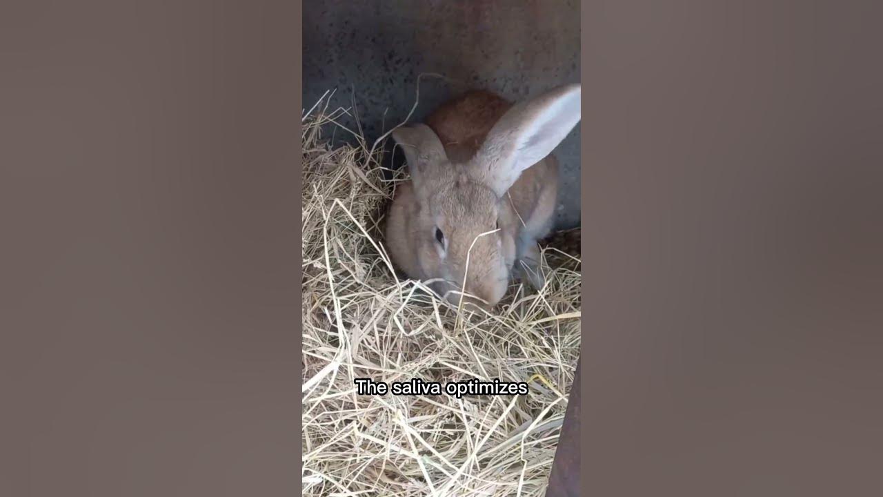 Video thumbnail for Feeding recommendations for rabbits#shorts