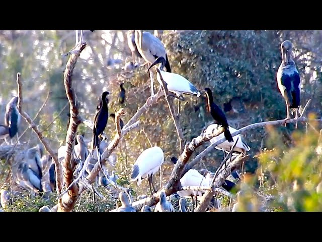 'Video thumbnail for All birds on nest at Avean Zoo of lake  - baby birds eat'