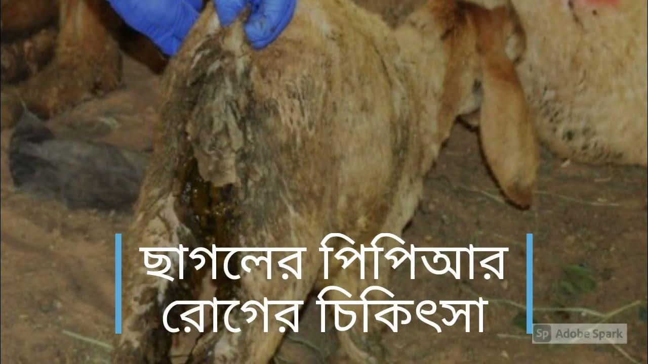 Video thumbnail for ছাগলের পিপিআর রোগের চিকিৎসা পদ্ধতি / Goat PPR