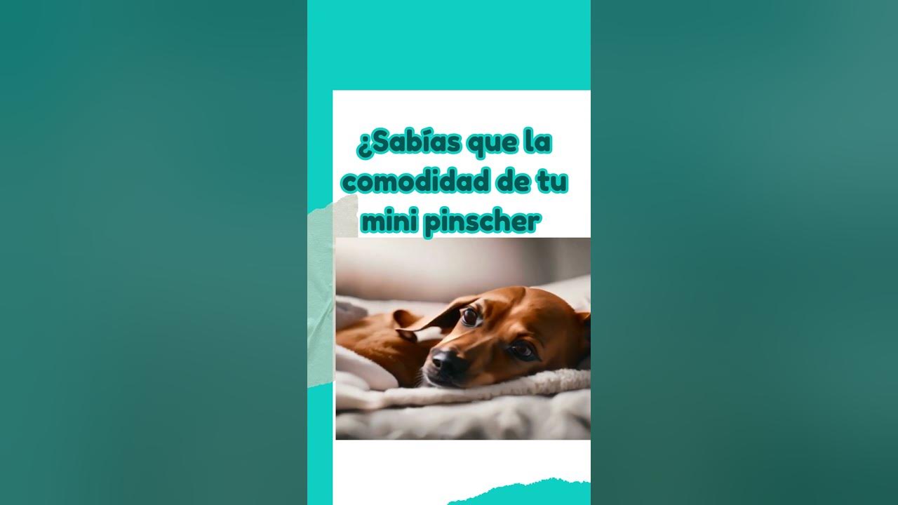 Video thumbnail for 馃悤 La comodidad de tu perro puede ser tu negocio  鉂わ笍