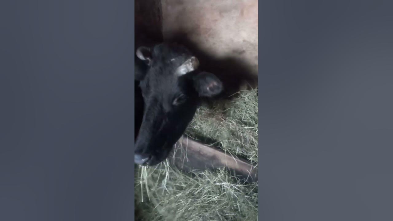 Video thumbnail for Does cow like to eat hay?#shorts