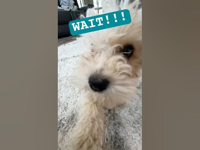 Video thumbnail for Give this video a chance 🐶 #shorts