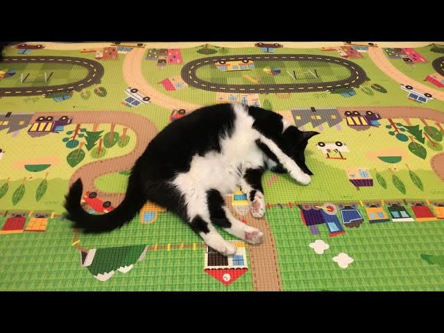 Video thumbnail for Sheila visits Florida (Part 2) #catvideos #catshorts #catlovers #catrescue