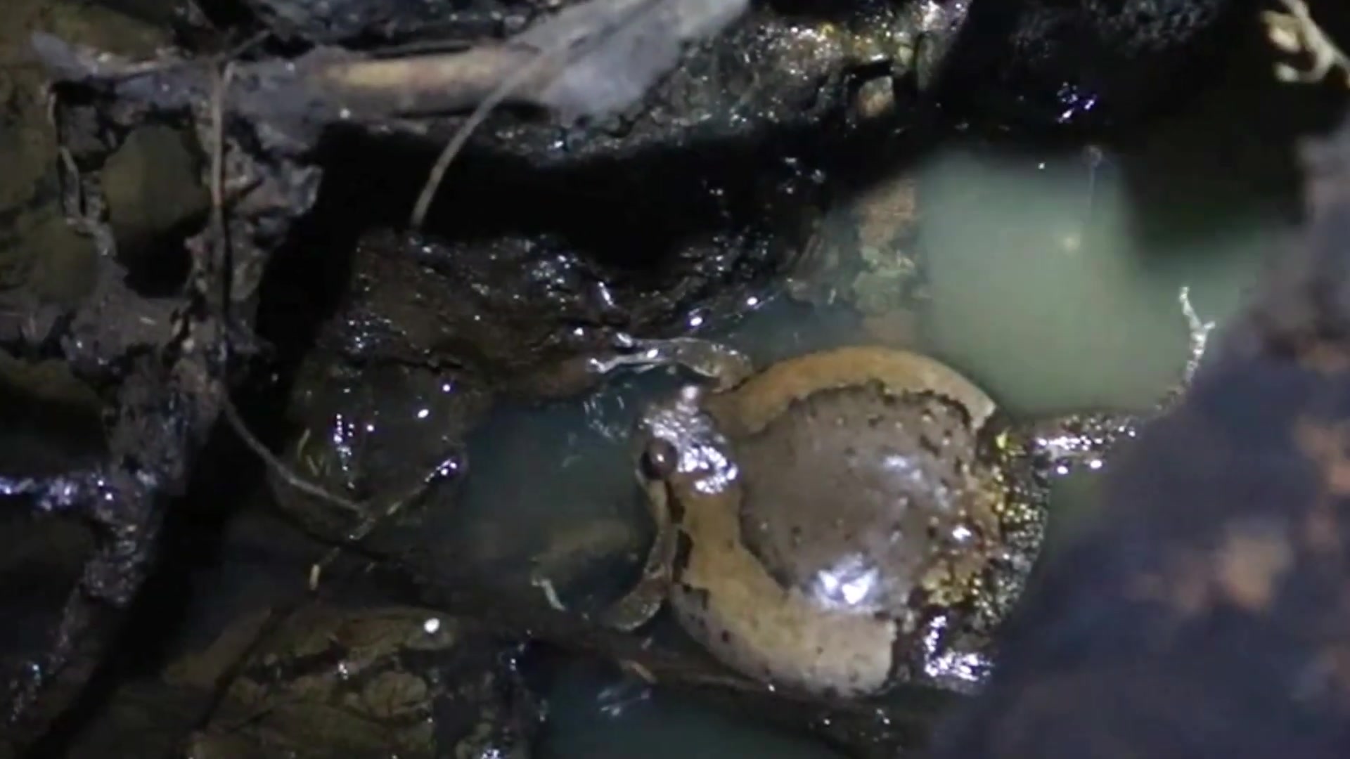 'Video thumbnail for Male frog call female frog after rian underwater at night'