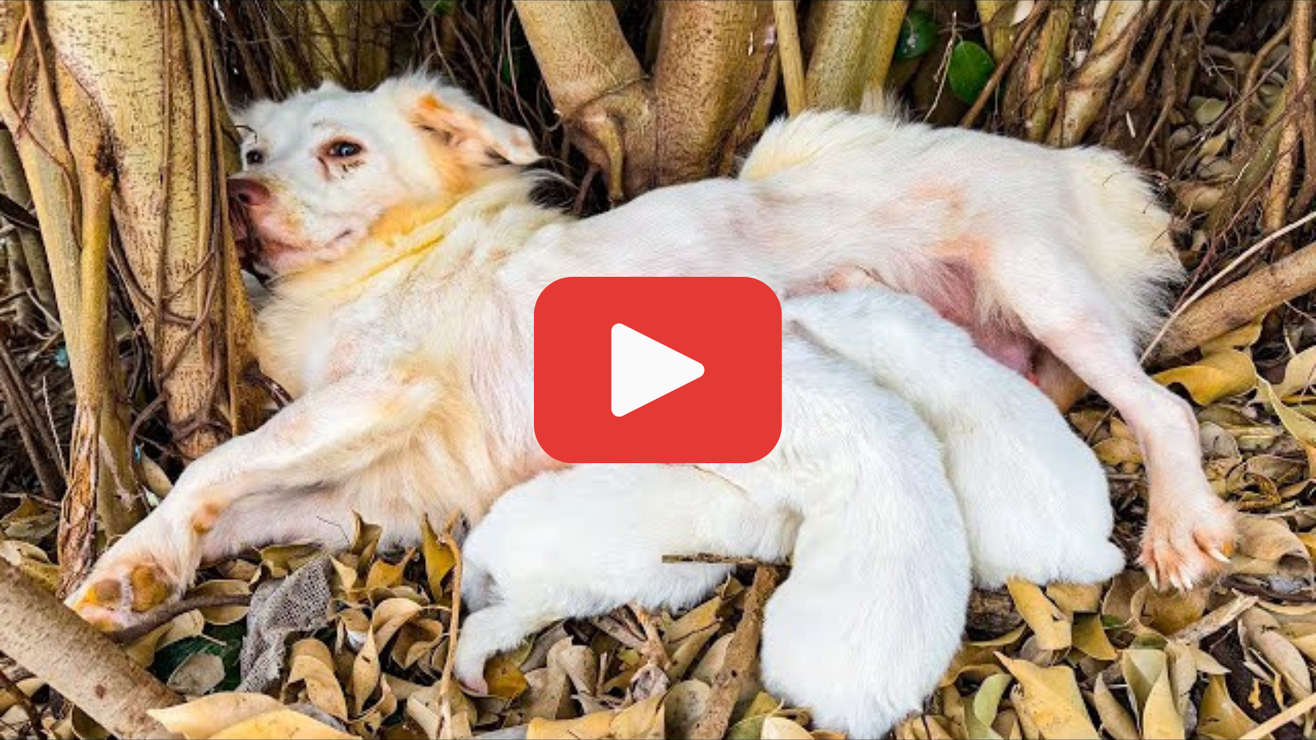 'Video thumbnail for Her Puppies Cried in the Cold as Their Mother Lay Unmoving'