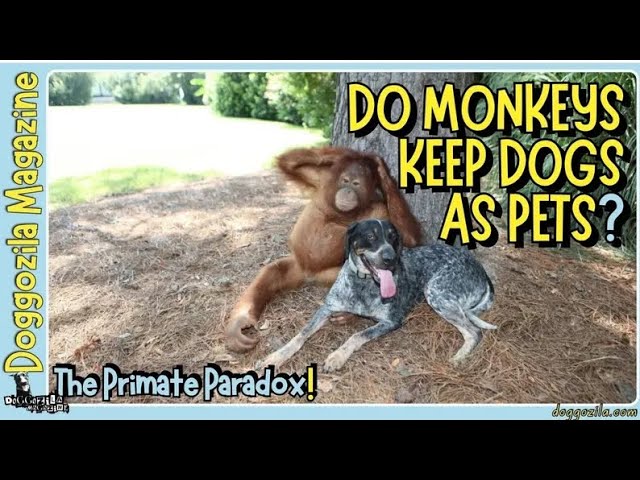 'Video thumbnail for Do Monkeys Keep Dogs as Pets like We Do?'