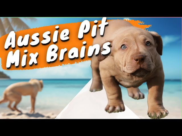 'Video thumbnail for Aussie Pit Mix: The Dog That Can Do It All'