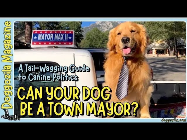 'Video thumbnail for Can Your Dog Be A Town Mayor?'