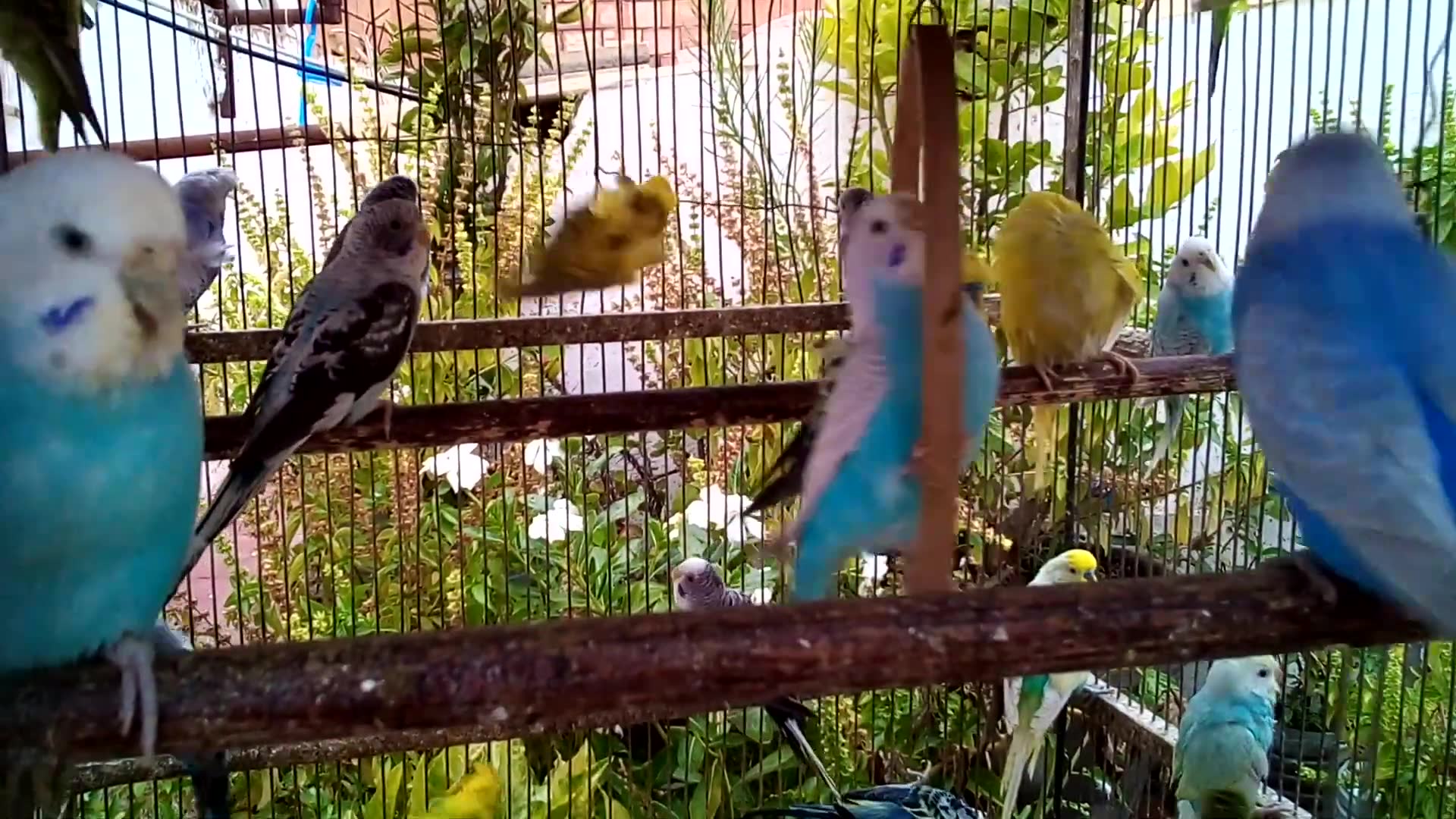 'Video thumbnail for Natural Budgie Beauty – No Filters, No Sound'