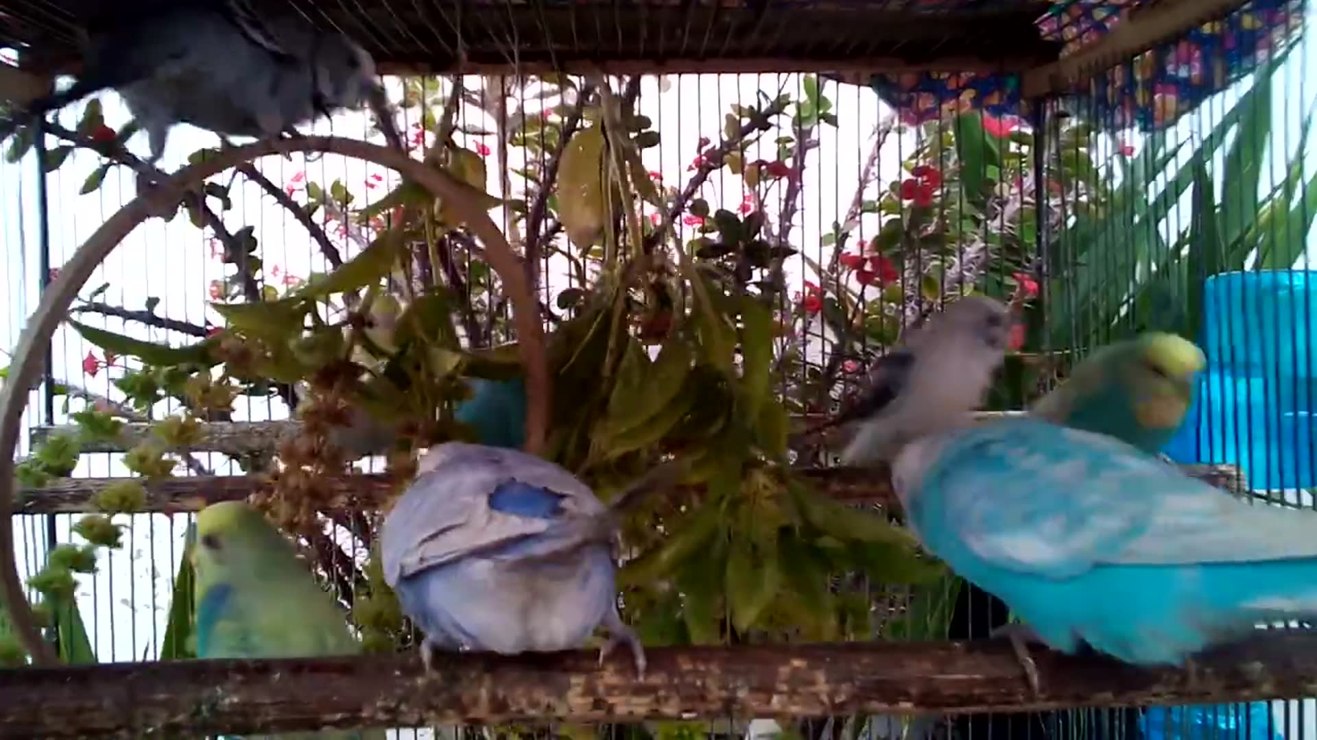 'Video thumbnail for Budgie Bath Time   Splish Splash Happiness! 🛁💦 #BathTime #WaterFun'