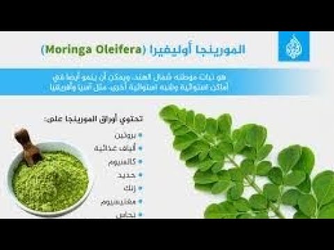 Video thumbnail for المورينجا أوليفيرا