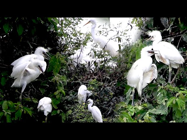 Video thumbnail for Momy's care babie wild on nest