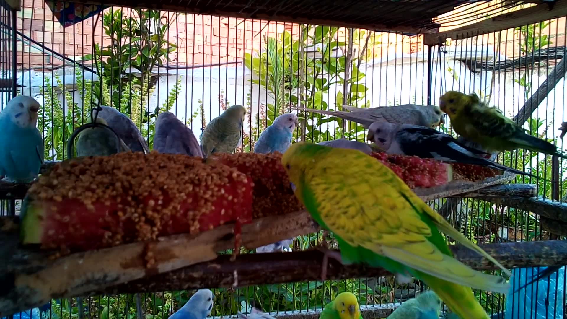 'Video thumbnail for Funny Budgie Dance Party 🕺🎉  Love & Laughter in Every Chirp'