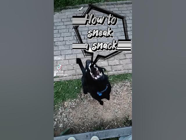 'Video thumbnail for How to sneak a snack - Free Tutorial by Tao Doggo #dogtravel #happydogs #dogtutorial #dogadventures'
